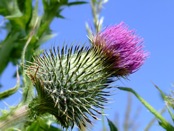 thistle1